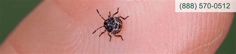 Blog Pointe Pest Control Chicago Pest Control And Exterminator