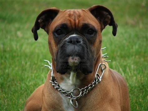 Black Boxer Dogs Funny Quotes Quotesgram