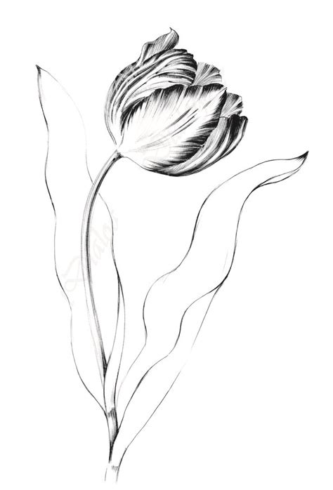 Tulip Drawing Printable Art Spring Flower Line Drawing Floral Large