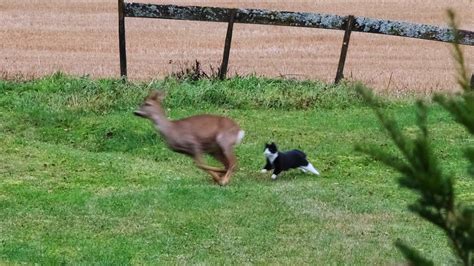Cat Chasing Deer Away Funny Video Videos Viralcats At Viralcats