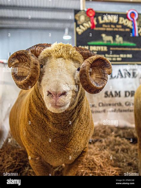 Dorset Horn Ram Champion Stock Photo Alamy