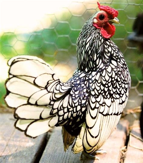 Pin By Dr King Ranch On Animals In 2020 Beautiful Chickens Fancy