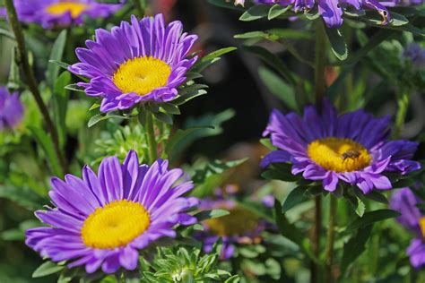 China Aster Mix 50 Seeds Callistephus Chinensis Etsy