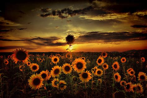 Sunflowers At Dusk By Stehlibela Alias Scarbody