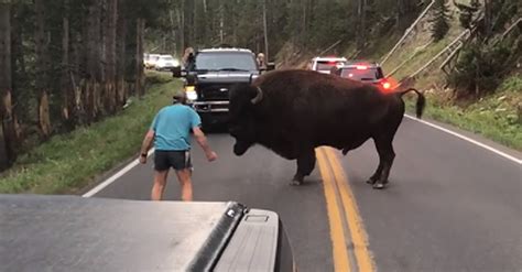 Watch Man Caught On Video Taunting Bison In Yellowstone