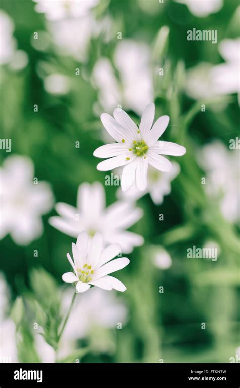 White Spring Flowers Stock Photo Alamy