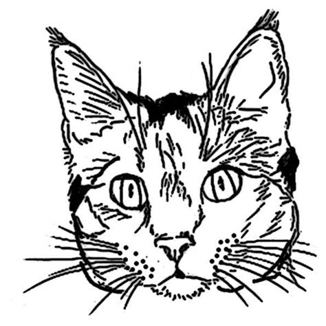 Bastelanleitung tiere zum ausdrucken katze : katze ausmalbilder -52 | Ausmalbilder Malvorlagen
