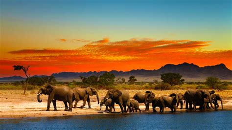Stock 6528139 Homepage Hero 1 Herd Elephants African Savanna Sunset