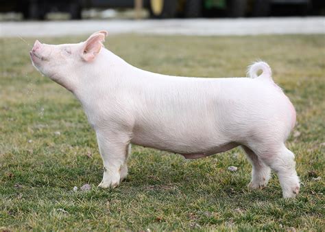 Take a look, to see what southern gold is about! HOMELAND - Southern Gold Sires