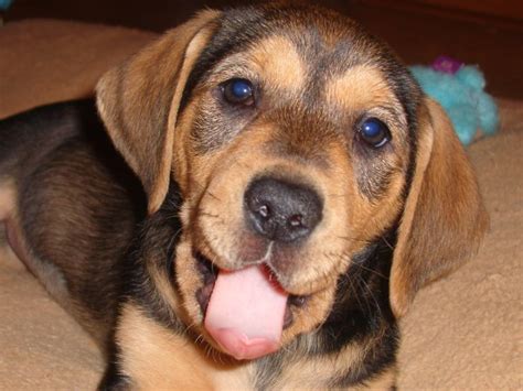 Dogs and puppies for adoption. Bella (Hound-Lab Mix) | ThriftyFun