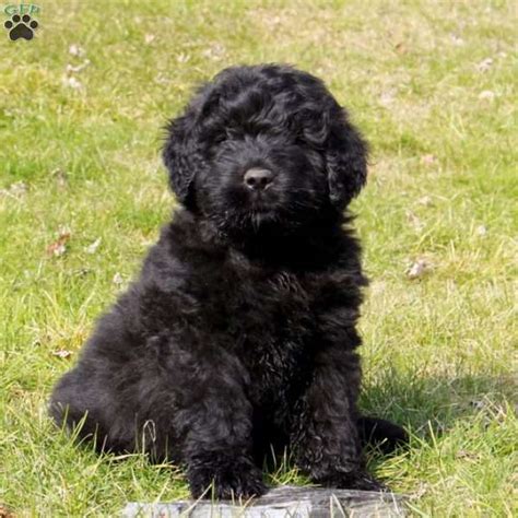 Our puppies make wonderful pets for families looking for a delightful companion in not only their home but everywhere they go. Baxter - Bouvier des Flandres Puppy For Sale in Pennsylvania