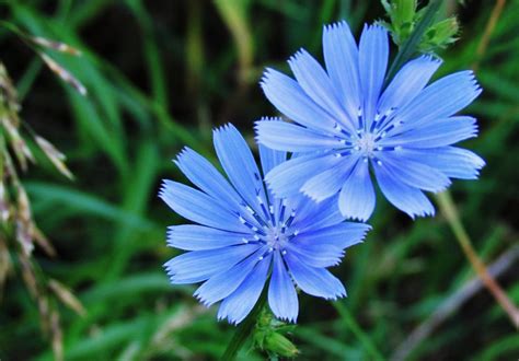 Chicory Queen Of The Roadside Oakland County Blog