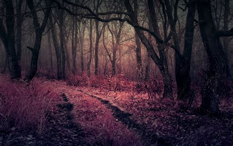 1920x1200 Forest Heaven Purple Nature Coolwallpapersme