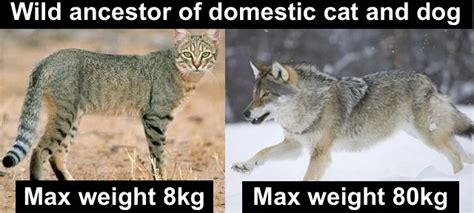 Are Big Cats Stronger Than Big Dogs