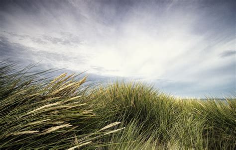 Wallpaper Sea Beach Grass Images For Desktop Section природа Download