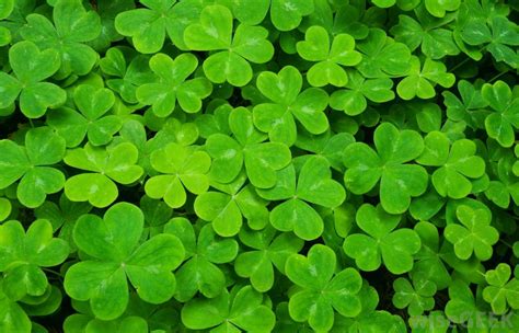 Download the latest version of clover for windows. St. Patrick's Day Activities in Greensburg - Downtown ...