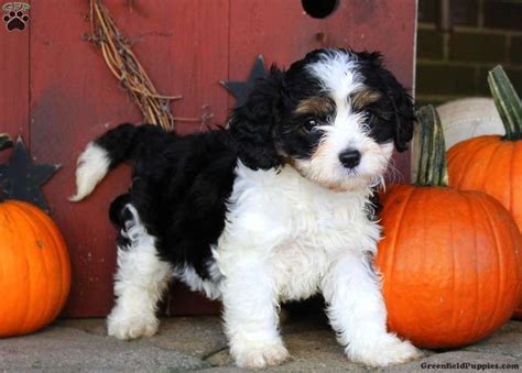 Here at purebred pups, we offer some of the most unique. Cavachon Puppies For Sale | Bend, OR #271455 | Petzlover