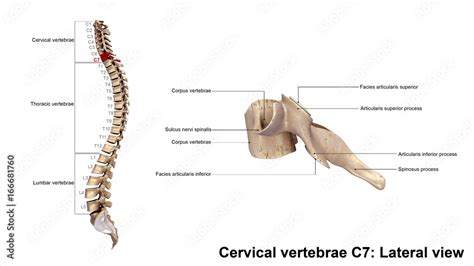 Cervical Vertebrae C7lateral View Stock Illustration Adobe Stock