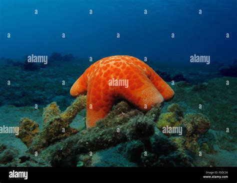 Choriaster Granulatus Granulated Sea Star Is A Large Seastar And Is