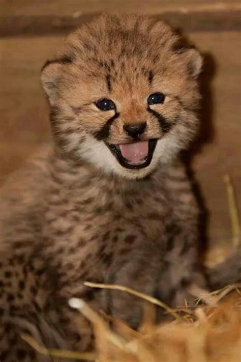 Cute Baby Cheetah Cheetah Cubs Baby Cheetahs