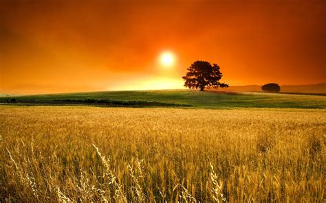 Wallpaper Sun Orange Field Sky Tree Cereals Fog 2560x1600