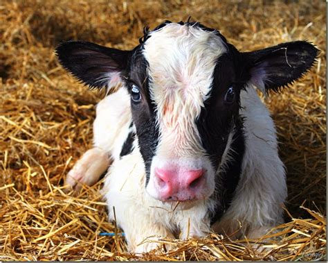 Life On The Farm Calves