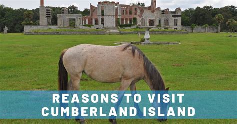 4 Reasons To Visit Cumberland Island Georgia Trailing Away