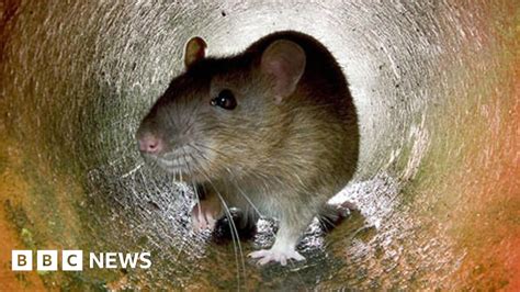 Liverpools Rats Should Be Shot In The Streets A City Councillor Says