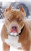 Photo Cães Pit Bull, Pit Bull Love, Staff Terrier, - Imágenes De Un ...