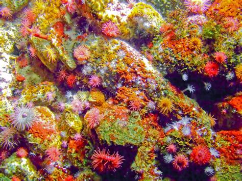 Colorful Coral Stock Photo Image Of Climate Aquarium 2615782