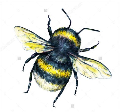 21 How To Draw A Bumblebee Zowiekeelan