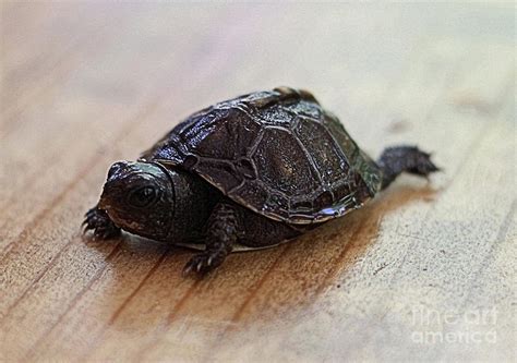 Baby Eastern Box Turtle Photograph By Scott D Van Osdol