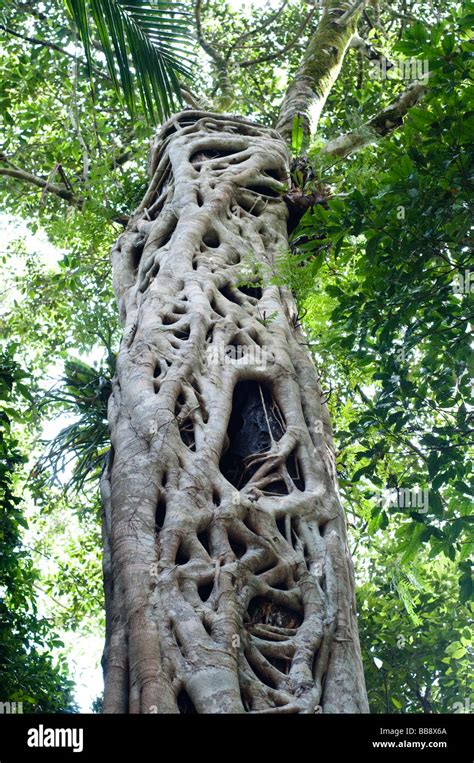 Strangler Fig Tree Coffs Harbour Region Nsw Australia Stock Photo Alamy