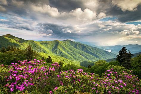 Asheville Nc Blue Ridge Parkway Spring Flowers Photograph By Dave Allen