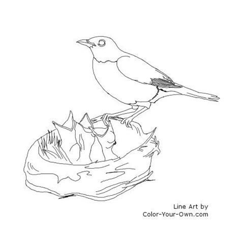 Robin Feeding Baby Birds Coloring Page Bird Coloring Pages Bird