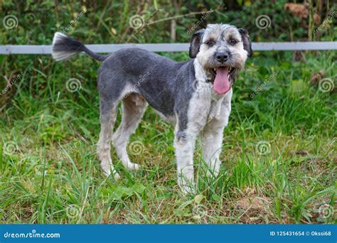 Dog Stands On The Grass Stock Photo Image Of Shepherd 125431654
