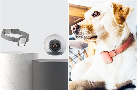 These Iot Pet Devices Uses Smart Technology To Allow Owners To Interact