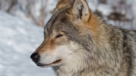 Gray Wolves Relocated To Michigans Isle Royale National Park