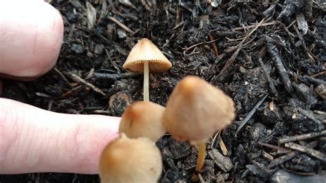 Little Brown Mushrooms Community Garden Identifying Mushrooms Wild