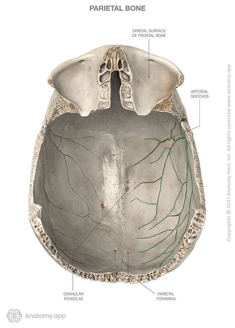 Parietal Bone Encyclopedia Anatomyapp Learn Anatomy 3d Models