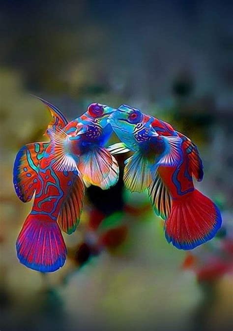 The Mandarin Fish One Of The Most Beautiful Fish Of The Reef
