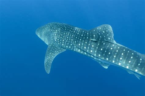 Mug Shots And Public Pics Join The Dots Of Whale Sharks Southeast