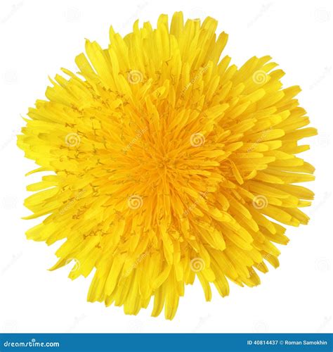 Yellow Dandelion Flower Stock Image Image Of Dandelion 40814437