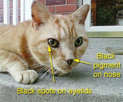Пятно у кошки на носу У кота на носу черное пятно симптомы диагностика