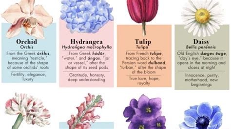 Heres How Common Flowers Got Their Names And What Theyre Supposed To