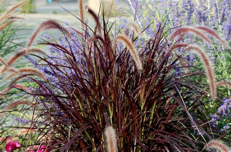 How To Grow And Care For Purple Fountain Grass