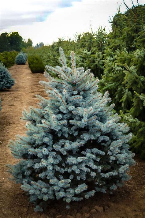 Baby Blue Eyes Spruce Specimen Trees Blue Spruce Tree Colorado Blue
