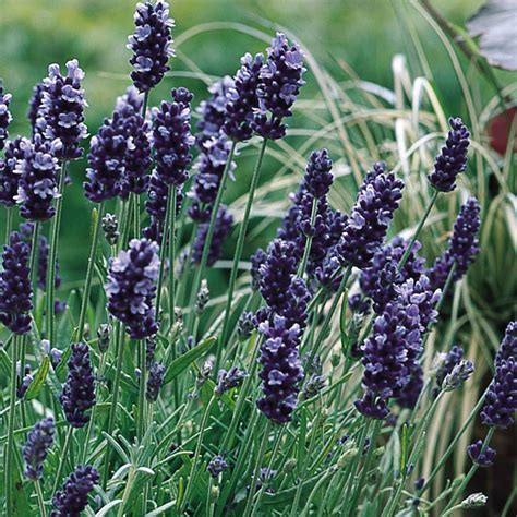 Lavender Hidcote Mirror Garden Offers