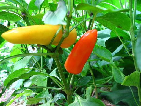 Photo Of The Fruit Of Hot Banana Pepper Capsicum Annuum Hungarian Hot Wax Posted By Molanic