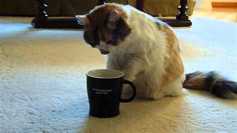 Cat Drinking Morning Coffee Youtube